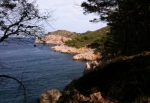 Pins et plages