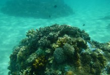 Fonds sous-marins