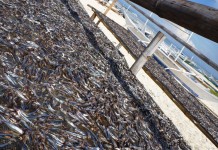 Séchage poissonneux