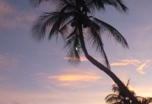 Palmier au coucher de soleil