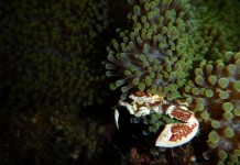 Crabe caché dans une anémone
