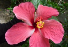 Hibiscus
