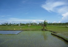 Plein de rizières