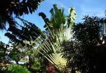 Jardins du resort