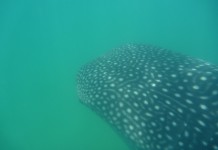 Oups, c'est grand, un requin baleine