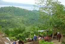 Les pauvres chevaux