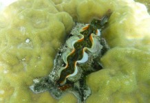 Coquillage géant